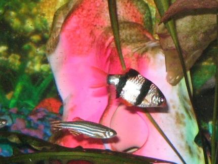 freshwater fish - puntius tetrazona - tiger barb stocking in 55 gallons tank - Tiger Barb and Zebra Dan