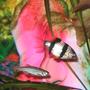 freshwater fish - puntius tetrazona - tiger barb stocking in 55 gallons tank - Tiger Barb and Zebra Dan