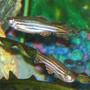 freshwater fish - danio rerio - zebra danio stocking in 55 gallons tank - Zebras