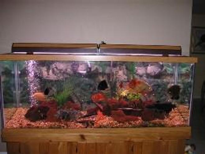 210 gallons freshwater fish tank (mostly fish and non-living decorations) - Full Tank View