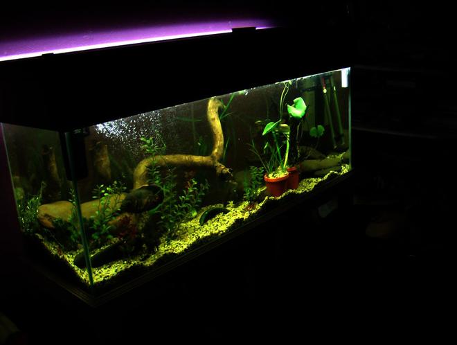 60 gallons planted tank (mostly live plants and fish) - 1 tiger oscar 2 bristle cats 4 salmon cats 1 barred midas 4 jewels