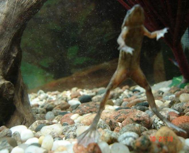 corals inverts - hymenochirus boettgeri - african dwarf frog stocking in 30 gallons tank - my african dwaf froggie saying hello. he is only 2 inches long when he stretches.
