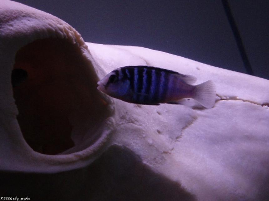 Rated #123: Freshwater Fish - Labidochromis Chisumulae Stocking In 55 Gallons Tank - Labidochromis chisumulae