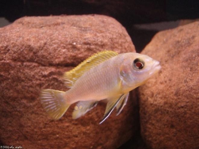 freshwater fish - labidochromis sp. perlmutt - perlmutt cichlid stocking in 55 gallons tank - Labidochromis perlmutt