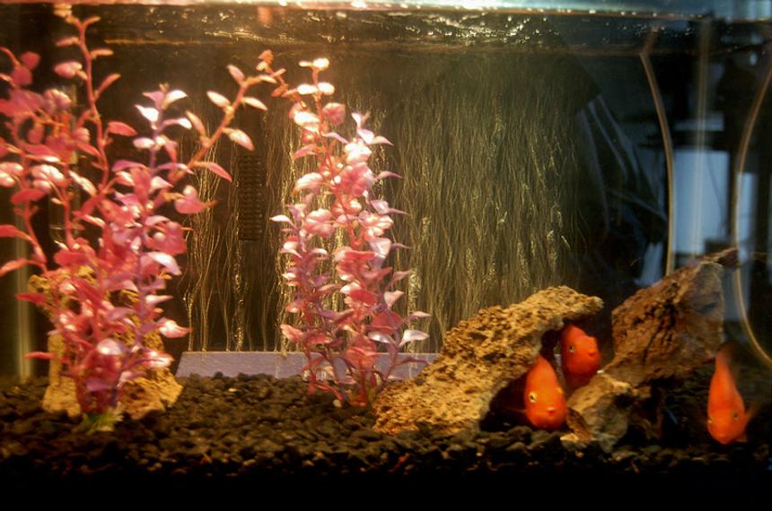 Rated #317: 10 Gallons Freshwater Fish Tank - Kids, 10 Gallon