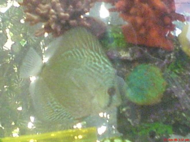 freshwater fish - symphysodon aequifasciata sp. - discus stocking in 100 gallons tank - My Discus