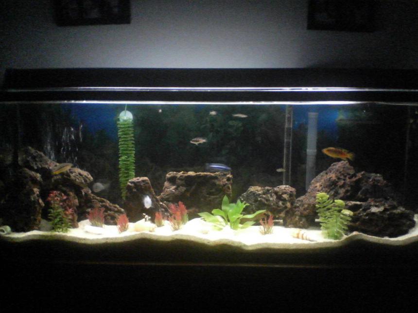 Rated #163: 55 Gallons Freshwater Fish Tank - my tank