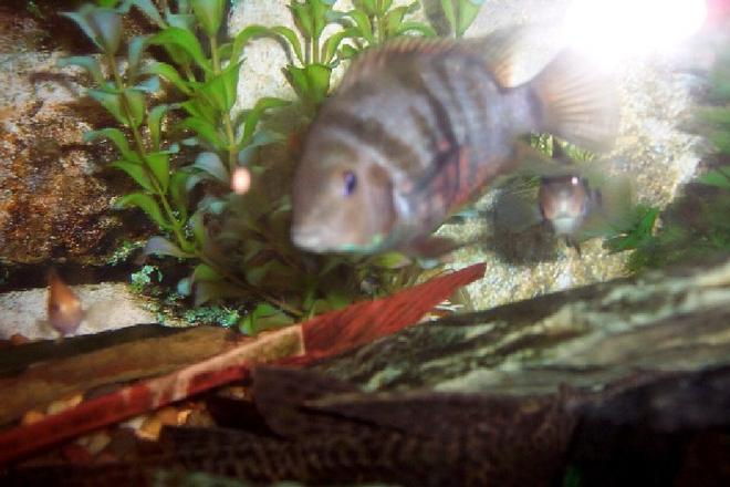 freshwater fish - archocentrus nigrofasciatus - black convict cichlid stocking in 25 gallons tank - male convict