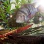 freshwater fish - archocentrus nigrofasciatus - black convict cichlid stocking in 25 gallons tank - male convict