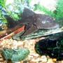 freshwater fish - glyptoperichthys gibbiceps - sailfin pleco (l-83) stocking in 25 gallons tank - my soon to be 8 year old pleco.