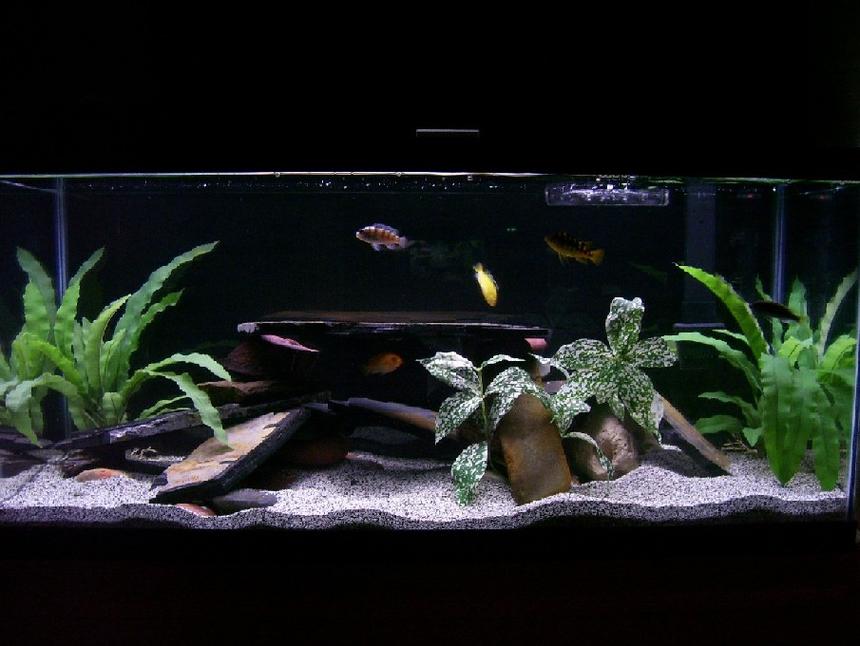 Rated #1477: 30 Gallons Freshwater Fish Tank - MY CICHLID TANK!?!