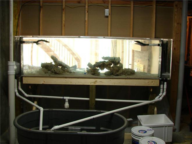 300 gallons saltwater fish tank (mostly fish, little/no live coral) - 300 Gallon Shark Tank (from back)
Banded Shark 7"