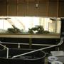 300 gallons saltwater fish tank (mostly fish, little/no live coral) - 300 Gallon Shark Tank (from back) Banded Shark 7"
