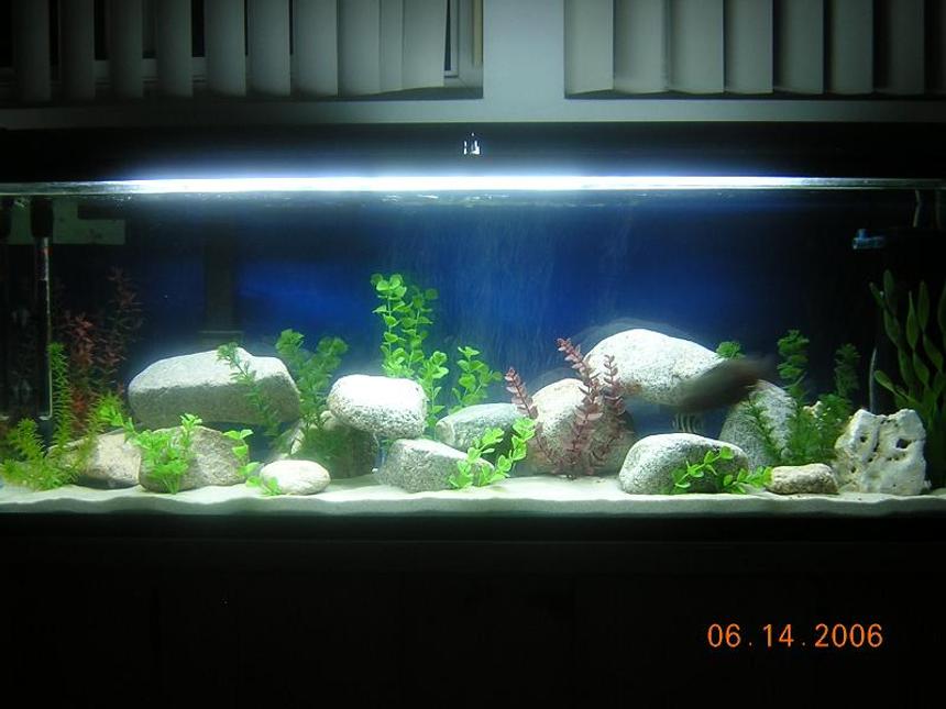 Rated #50: 80 Gallons Freshwater Fish Tank - 80 Gallon