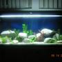 80 gallons freshwater fish tank (mostly fish and non-living decorations) - 80 Gallon