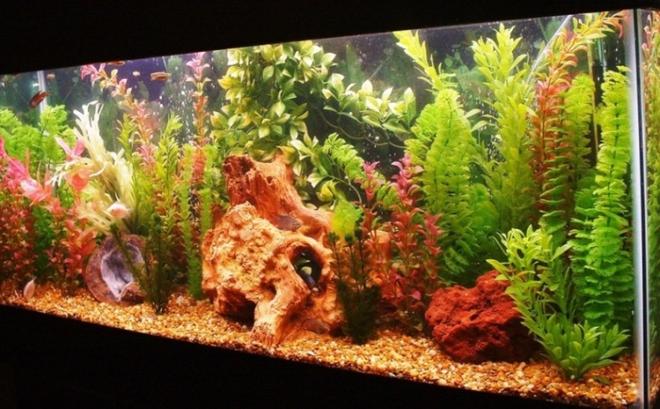 55 gallons freshwater fish tank (mostly fish and non-living decorations) - Gourami Heaven