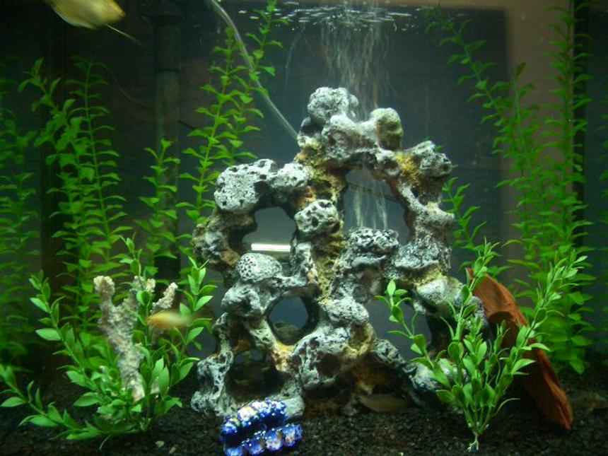 Rated #315: 28 Gallons Freshwater Fish Tank - my tank