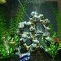 28 gallons freshwater fish tank (mostly fish and non-living decorations) - my tank
