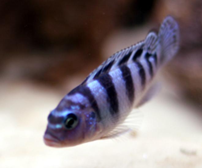freshwater fish - metriaclima lombardoi - kenyi cichlid stocking in 55 gallons tank - Kenyi