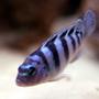 freshwater fish - metriaclima lombardoi - kenyi cichlid stocking in 55 gallons tank - Kenyi