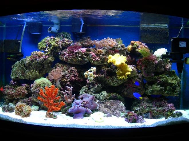 46 gallons reef tank (mostly live coral and fish) - 46 bow front