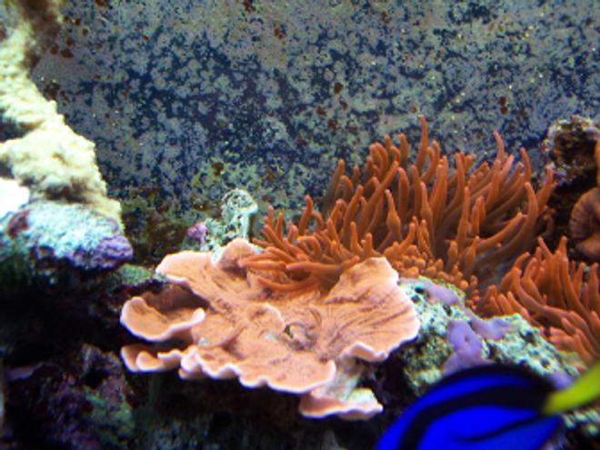 corals inverts - montipora capricornis - montipora capricornis, orange stocking in 150 gallons tank - Orange Monti & 2 Rose Bubble Tip Anemone