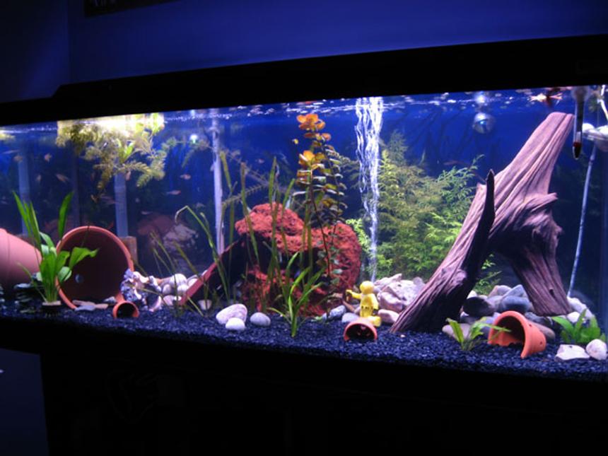 Rated #134: 75 Gallons Planted Tank - An overview shot of the tank