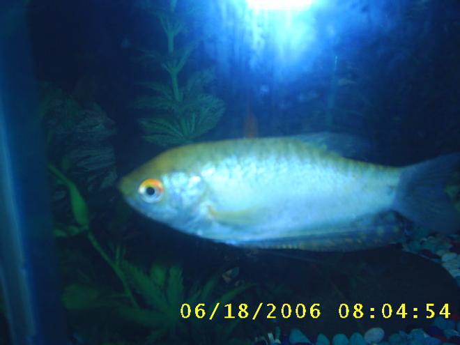 freshwater fish - colisa chuna - honey dwarf gourami stocking in 60 gallons tank - this is a honeysuckle gurami