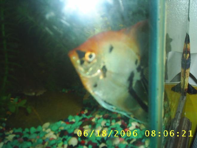 freshwater fish - genicanthus lamarck - lamarck's angelfish stocking in 60 gallons tank - this is my female angel