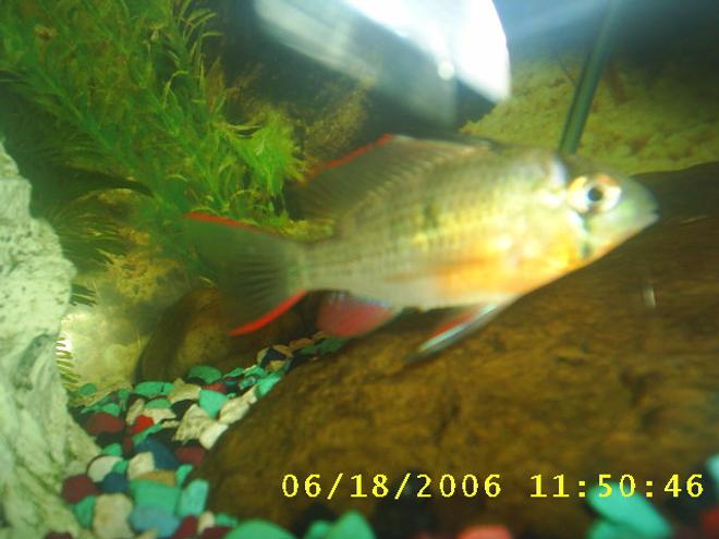 freshwater fish - microgeophagus altispinosa - bolivian ram stocking in 60 gallons tank - my blue ram ( 1 of 4)