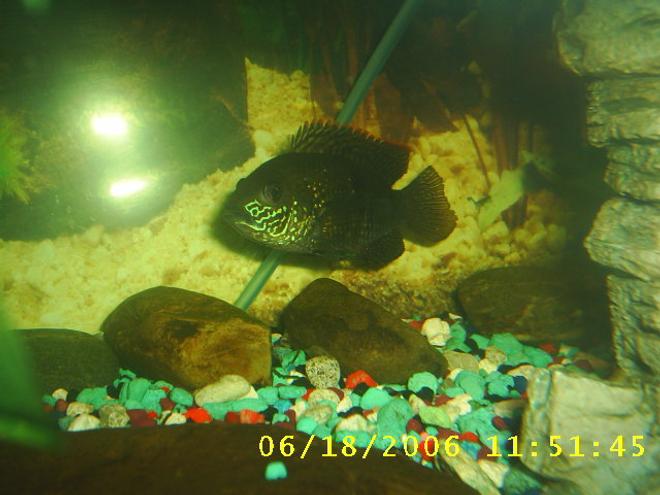 freshwater fish - aequidens rivulatus - green terror stocking in 60 gallons tank - my green terror