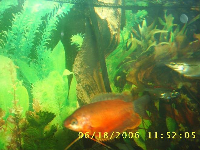 freshwater fish - colisa lalia - red dwarf gourami stocking in 60 gallons tank - my rare Red Guromi (1 of 2)