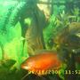 freshwater fish - colisa lalia - red dwarf gourami stocking in 60 gallons tank - my rare Red Guromi (1 of 2)