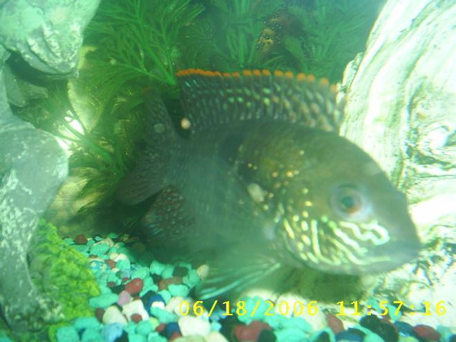 freshwater fish - aequidens rivulatus - green terror stocking in 60 gallons tank - my other green terror