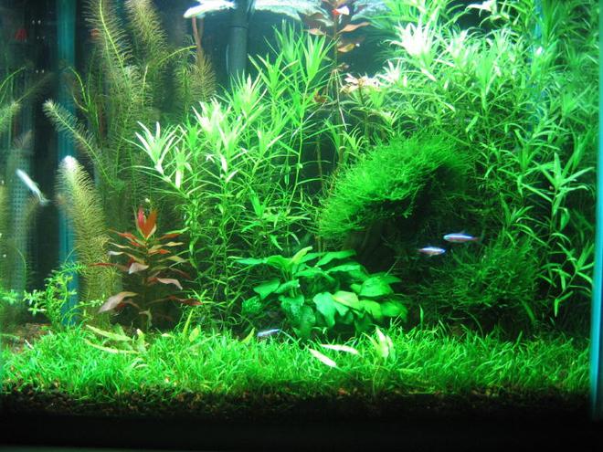 15 gallons planted tank (mostly live plants and fish) - 15gallon tall