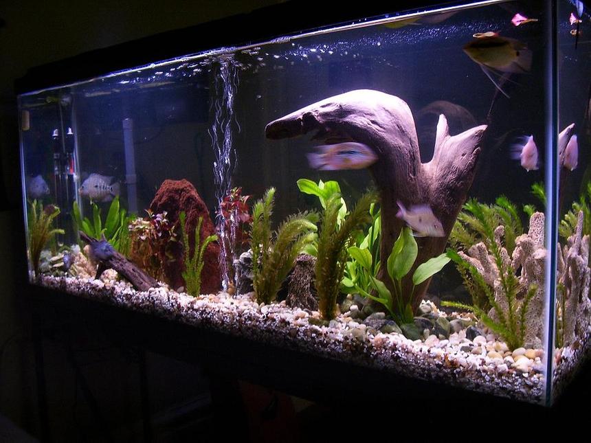 Rated #55: 55 Gallons Freshwater Fish Tank - my 55 Gal. South American Cichlid tank.
