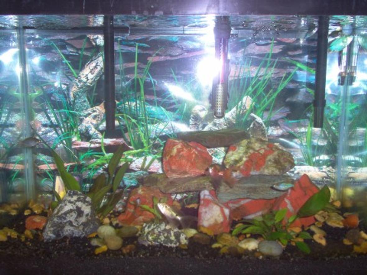 20 gallons freshwater fish tank (mostly fish and non-living decorations) - Zebra plec, Black-spot barbs, Blue tetras and Dwarf Gouramis.