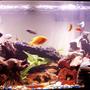 80 gallons freshwater fish tank (mostly fish and non-living decorations) - cichlid tank