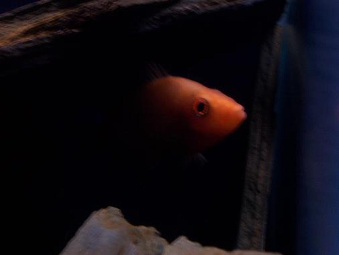 freshwater fish - amphilophus citrinellus - midas cichlid stocking in 55 gallons tank - My buddy's midas chiclid