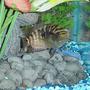 freshwater fish - nandopsis octofasciatum - jack dempsey stocking in 55 gallons tank - Young Jack Dempsey