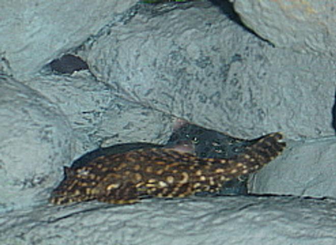 freshwater fish - hifin pleco stocking in 55 gallons tank - HiFin Spotted Pleco