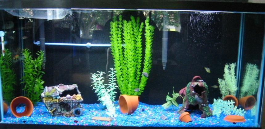 Rated #407: 90 Gallons Freshwater Fish Tank - This is my tank