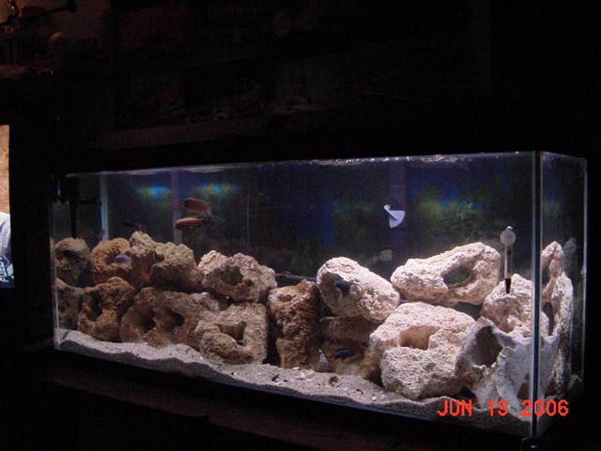 55 gallons freshwater fish tank (mostly fish and non-living decorations) - This tank has been up and running for a lillte over 6 month now.I got this tank from a buddy who was moving and couldn't take his tank or his fish. He ended up gettiong a smaller tank, So He wanted his fish back. I went out and started buying fish that I thought looked good. Now that there are bigger, I can tell they are all males and the Aggression in the tank Is very high. I have decided to start cleaning house and only keeping a few. In the end I hope to have 3-5 Species with a ratio of 1m/2or3f. I just got a new filter and some more tuffa rock. I still need more rock