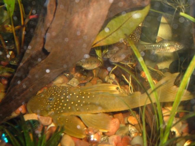 freshwater fish - baryancistrus demantoides - green phantom pleco (l-200) stocking in 200 gallons tank - This is my favorite type of pleco