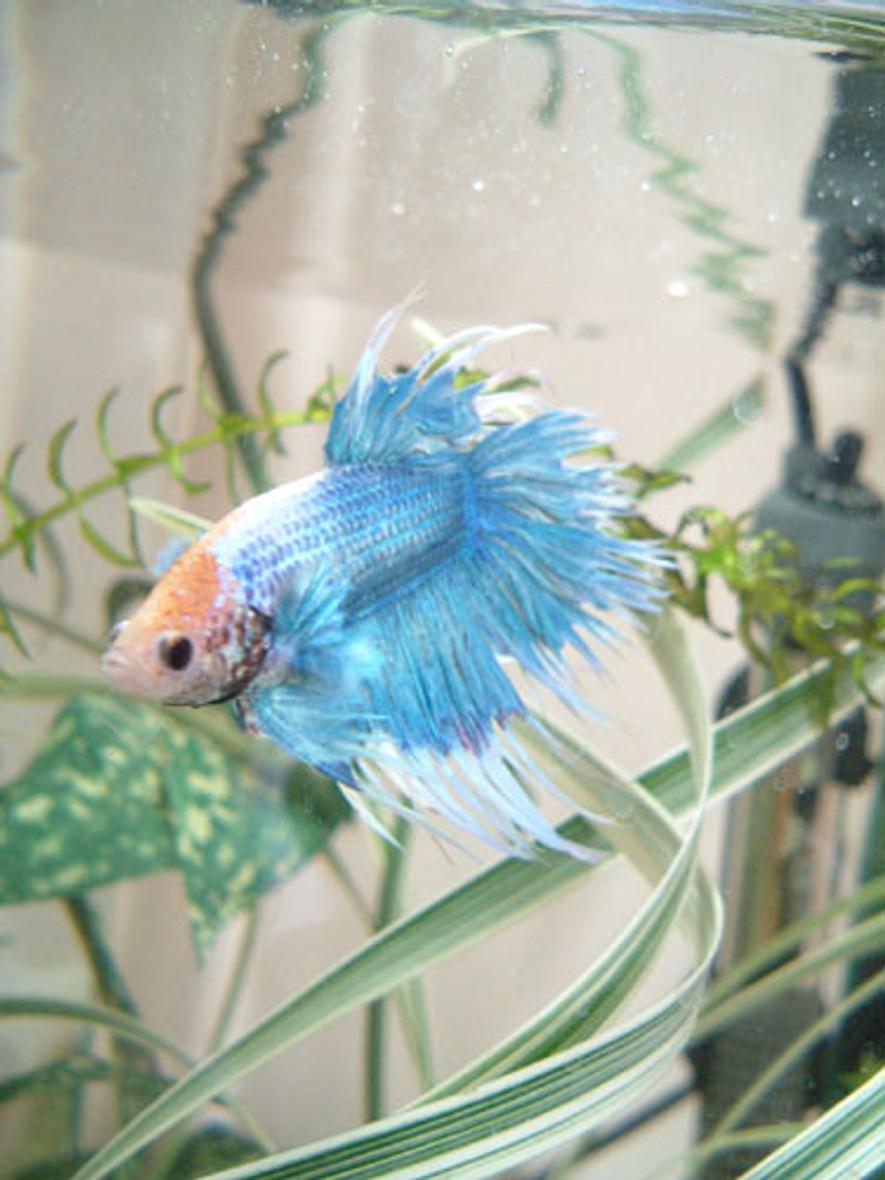 freshwater fish - betta splendens - crown tail betta stocking in 7 gallons tank - My newest Betta, Damien. He arrived on 6/6/06 after being too violent and aggressive for breeding attempts. He's a crowntail. He lives in my 5 Gallon Hex tank with 2 red ramshorn snails.
