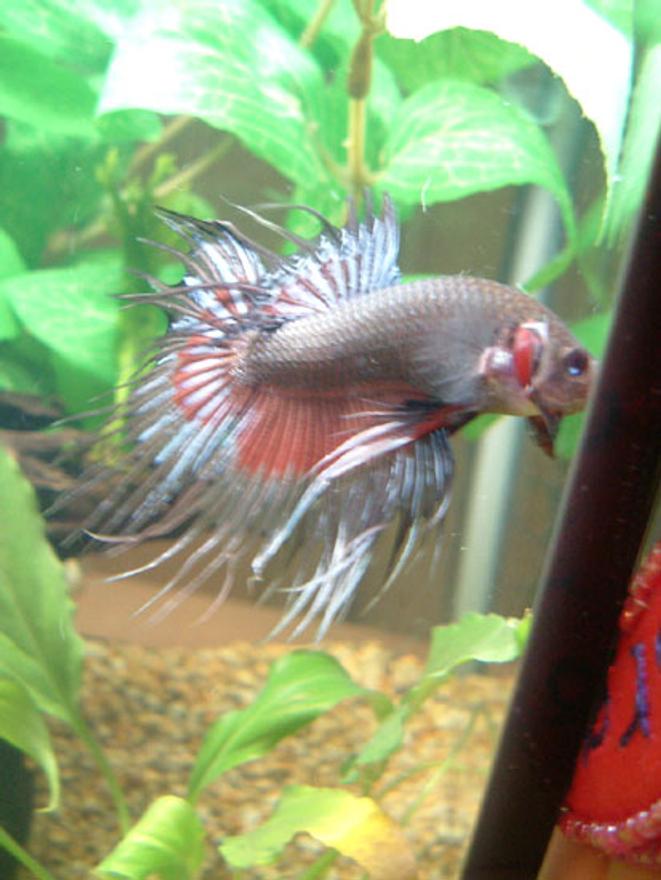 freshwater fish - betta splendens - crown tail betta stocking in 7 gallons tank - This is Denton, he's another one of my CT Bettas. He likes to bite fingers. He lives in a 7 gallon Aqua One with 4 red ramshorn snails.