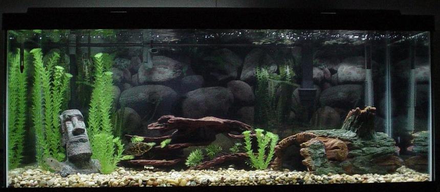 Rated #124: 75 Gallons Freshwater Fish Tank - Here is my 75 Gallon tank!!