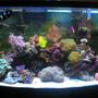 46 gallons reef tank (mostly live coral and fish) - The beauty!