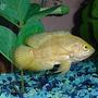 freshwater fish - astronotus ocellatus - albino oscar stocking in 55 gallons tank - Albino Tiger Oscar