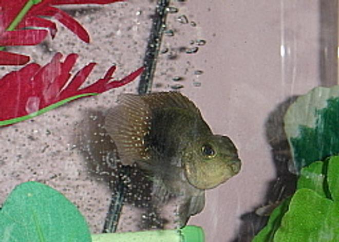 freshwater fish - heros severus x amphilophus citrinellum - blood parrot stocking in 55 gallons tank - Young Parrot